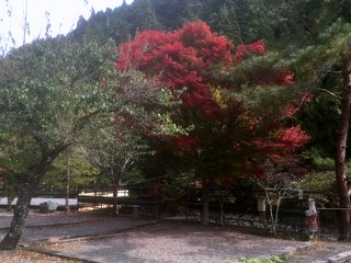 紅葉の季節のオートキャンプとちお